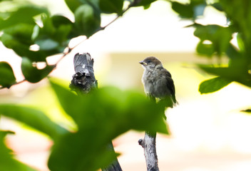 sparrow on tree