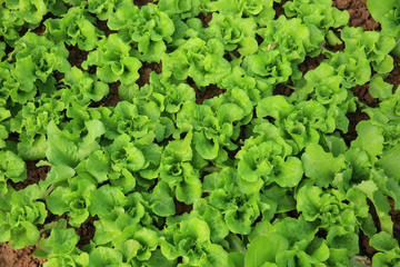 green lettuce crops in growth at vegetable garden