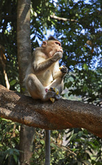 Monkey in jungle. Goa. India