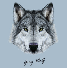 Naklejka premium Wolf animal face. Scary grey head. Realistic fur gray wild wolf portrait on blue background.