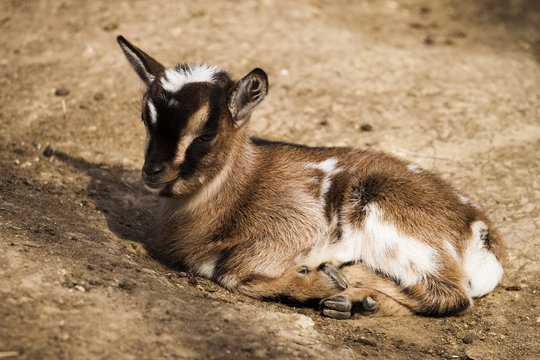 jeune cabri couch&eacute;