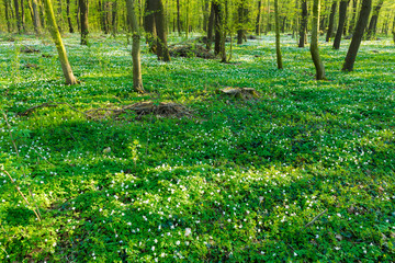 Wald bei Freyburg/Unstrut im Frühling, Sachsen-Anhalt