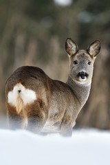 Roe deer on snow in winter. Roe deer buttocks. Roe deer in forest.
