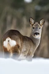 Garden poster Roe Roe deer on snow in winter. Roe deer buttocks. Roe deer in forest.