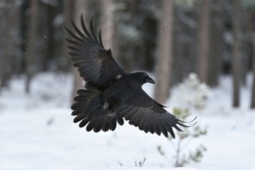 Raven (Corvus corax) in flight. Raven landing. Raven flying. Raven in winter. Bird. Northern raven.