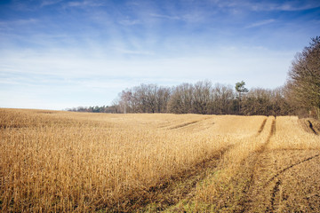 Obraz premium View of the field with stubble, beside a forest.