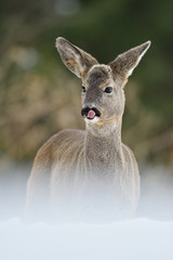 Fototapeta premium Roe deer portrait in winter. Roe deer cleaning its nose. Roe deer in forest. Roe deer on snow. Winter.