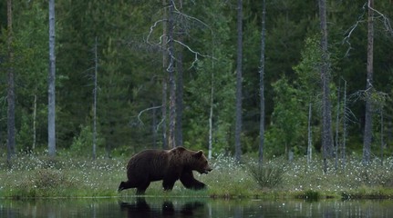Brown bear (Ursus arctos) walking at the edge of water with forest background. Brown bear walking on coast. Brown bear walking in moor. Brown bear near pond.