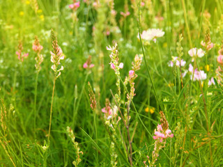 Pink flower spring background. Blurry background