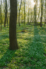 Wald bei Freyburg/Unstrut im Frühling, Sachsen-Anhalt
