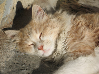 Sleeping cat