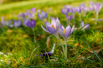 Crocuses in blossom on the meadow