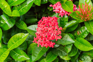 Fresh spring leaves illuminated with sun rays