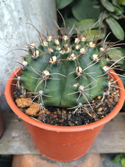 small decorative cactus in round pot