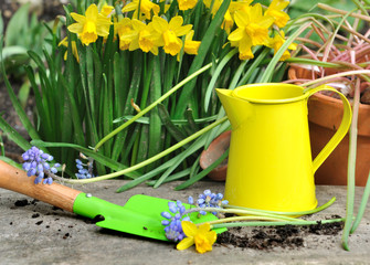 narcisses et myosotis avec petits outils de jardinage sur planche en bois