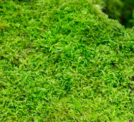 Mossy backround. Moss with copy space.