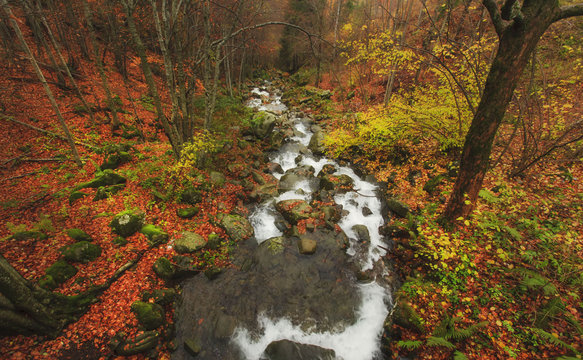 autunno nel parco del casentino, toscana