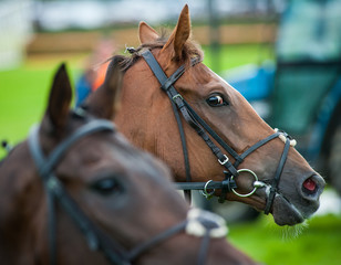Portrait of a race horses looking sideways 