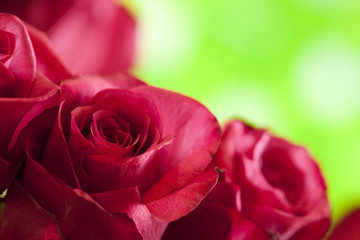 Red roses on nature green background