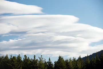 Rare clouds above trees on the blue sky