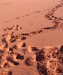 Trace in Red sands