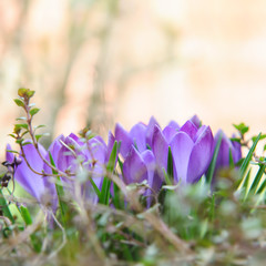 Spring garden background, purple spring flowers