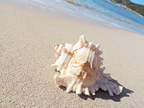 Conch shell at the beach, selective focus on the foreground with copy space. Sand and sea shell.  
