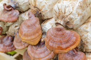 Closeup Lingzhi (Ganoderma lucidum) growing at mushroom farm, se