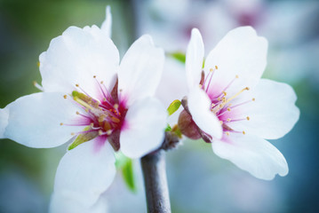 Almond white flowers