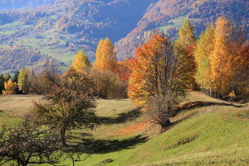 Beech Forest in the Ukrainian Carpathians in a golden autumn
