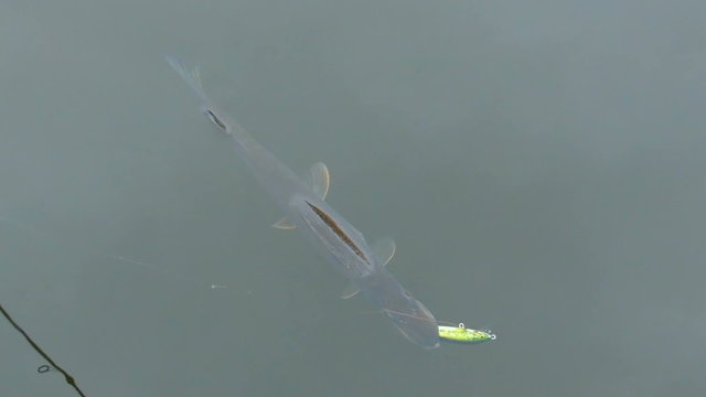 Pike caught on a lure in the lake