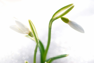 Obraz premium Spring snowdrop flowers