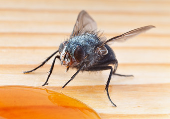 Macro shot of fly eating honey