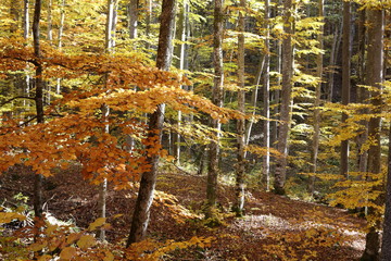 Beech Forest in the Ukrainian Carpathians in a golden autumn
