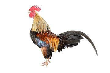 chicken bantam ,Rooster crowing isolated on white Die cutting