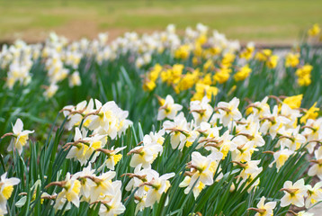 Fototapeta premium White narcissuses