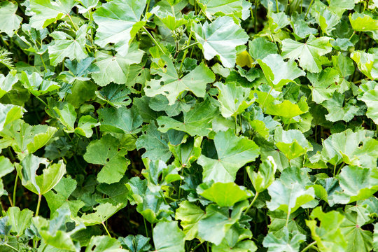 Common Mallow Wild Plant