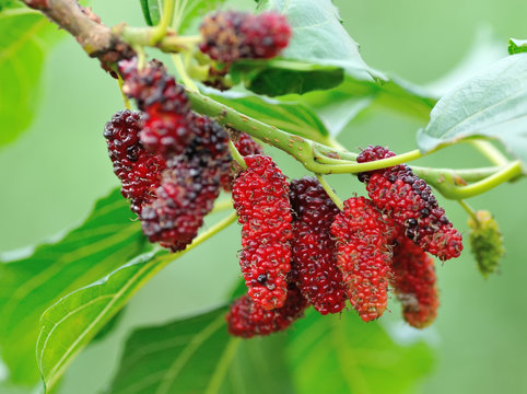 Berry fruit in nature, mulberry twig