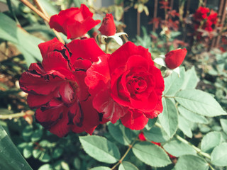 Red roses