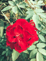 Red roses