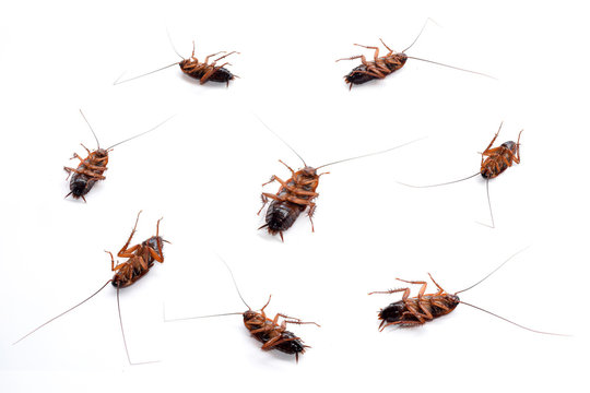 cockroach masses dead isolate on white background