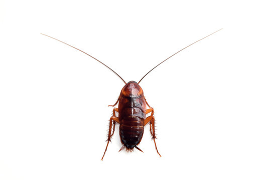 Little single upset cockroach isolate on white background