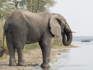 Fototapeta premium Elefante africano 