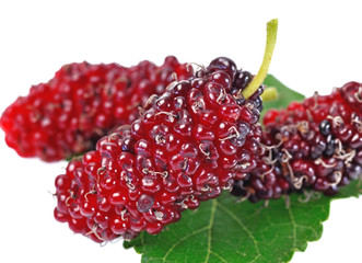 mulberry isolated on white background