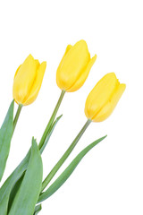 Yellow tulips isolated on white