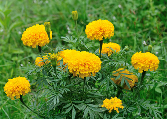 Marigold flower in the garden , Thailand