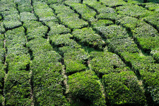 Closeup of the Cameron Valley tea plantation in the Cameron Highlands, malaysia