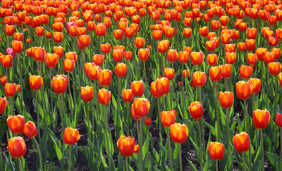 Field of bright orange-red tulips