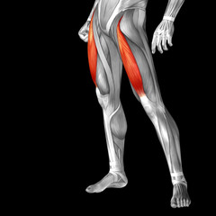 Obraz premium Conceptual 3D human front upper leg muscle anatomy