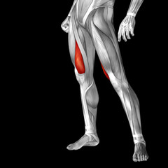 Obraz premium Conceptual 3D human front upper leg muscle anatomy